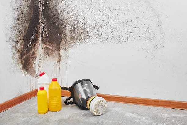 Best Emergency Mold Removal  in Plymouth, OH