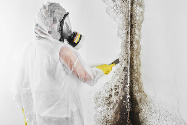 Best Mold Remediation  in Plymouth, OH