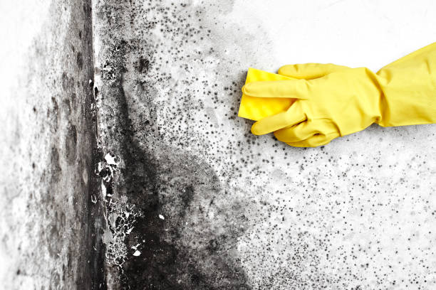 Best Mold Cleaning Services  in Plymouth, OH