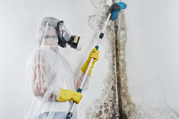 Best Mold Cleaning Services  in Plymouth, OH