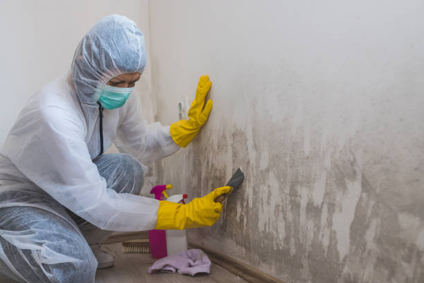 Best Residential Mold Removal  in Plymouth, OH