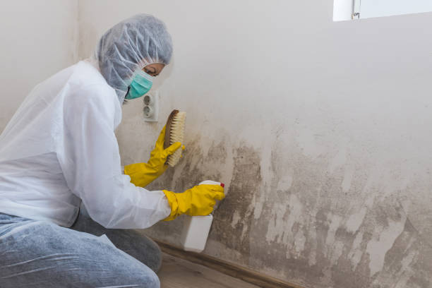 Best Black Mold Removal  in Plymouth, OH