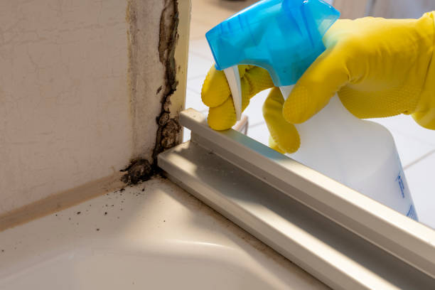 Best Professional Mold Removal  in Plymouth, OH