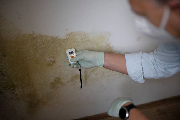 Best Mold Damage Repair  in Plymouth, OH