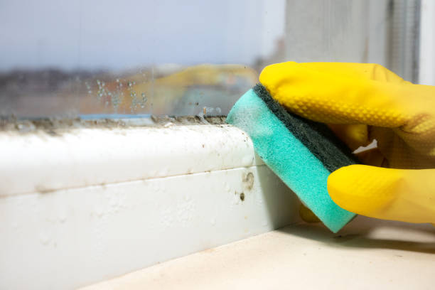 Best Home Mold Removal  in Plymouth, OH