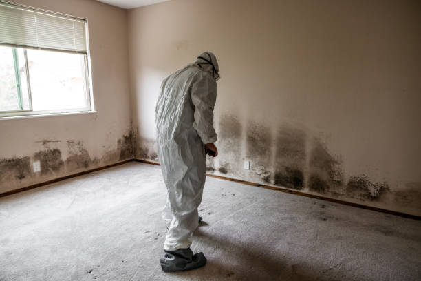 Best Mold Cleaning Services  in Plymouth, OH