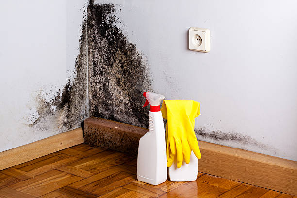 Best Mold Damage Repair  in Plymouth, OH