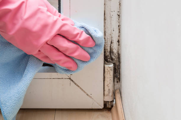 Best Affordable Mold Removal  in Plymouth, OH