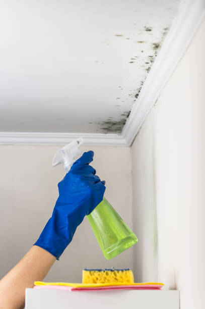 Best Mold Remediation Services  in Plymouth, OH